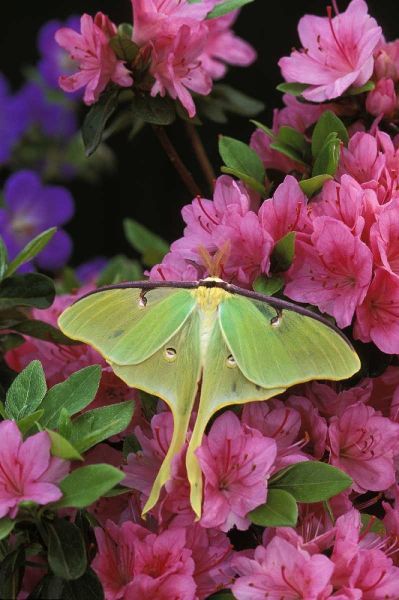 USA, Pennsylvania Luna moth on pink clematis